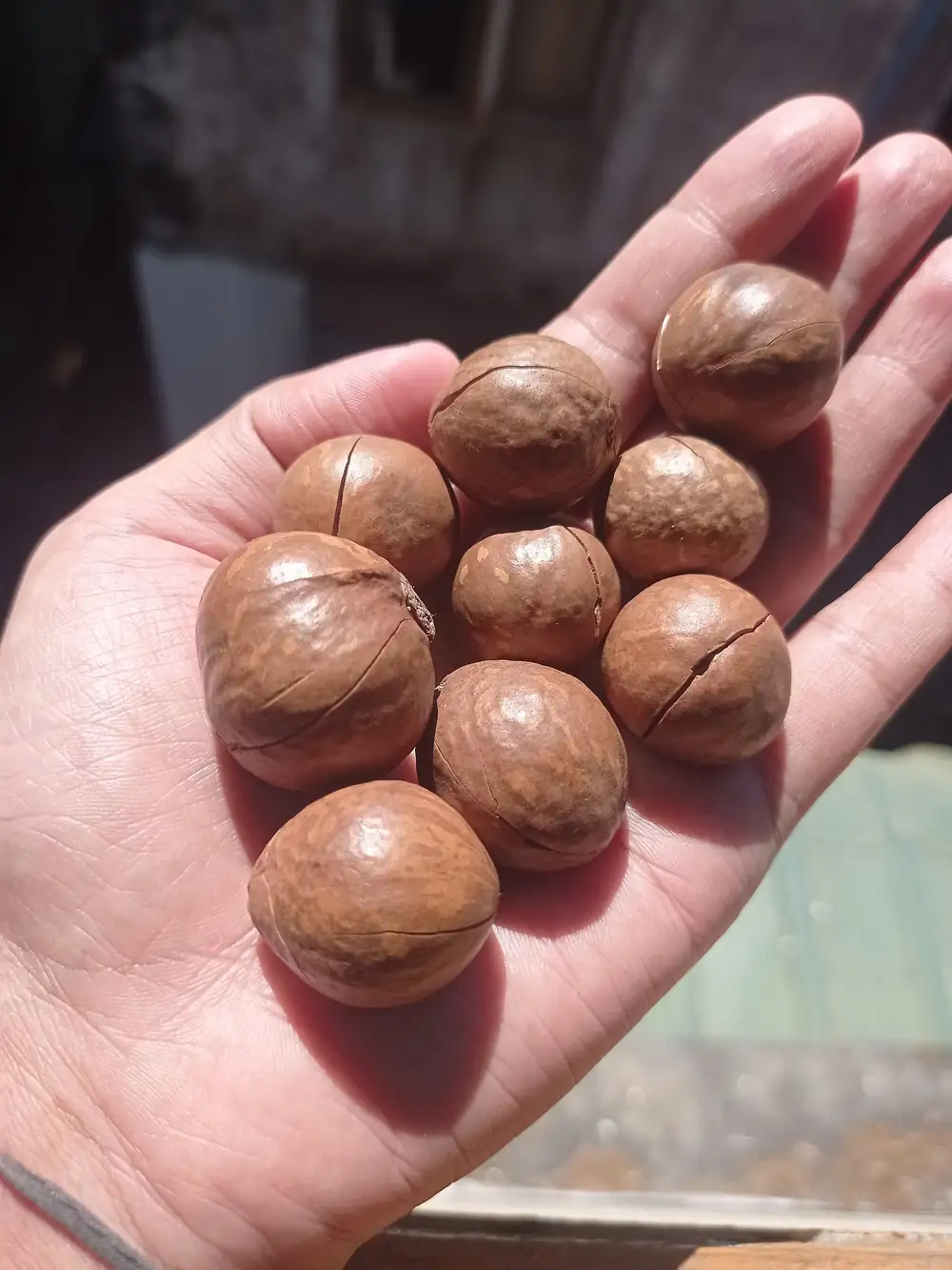 Macadamia Nuts